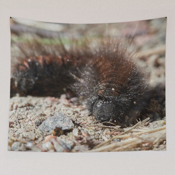 Item preview, Bad hair day. Caterpillar designed and sold by Jouko Lehto Photography.