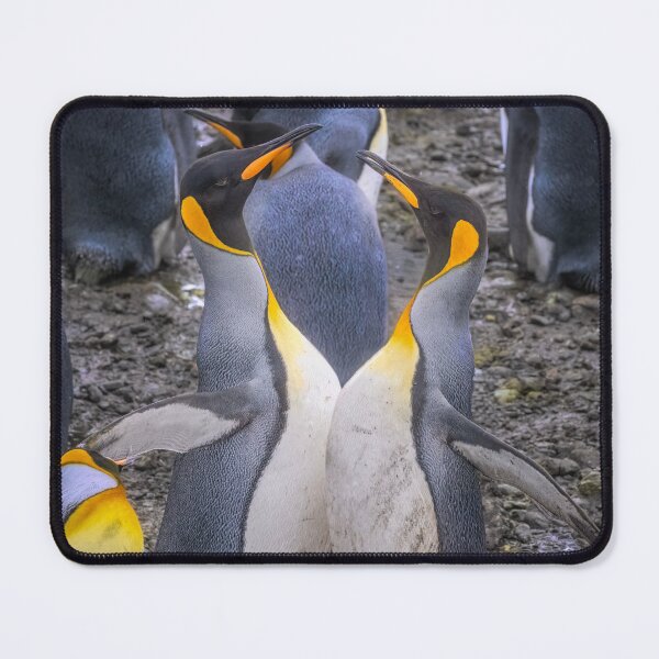 Item preview, Chest Bumping King Penguins South Georgia Island designed and sold by PhotoArt by Joan Carroll.