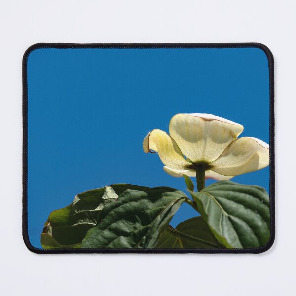 Item preview, Dogwood blossom against cloudless sky designed and sold by lisavonbiela.