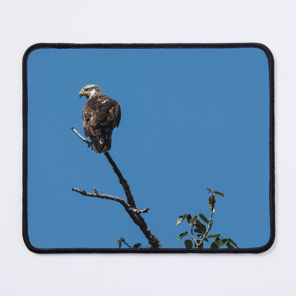Item preview, Three-year-old juvenile bald eagle perched in tree designed and sold by lisavonbiela.