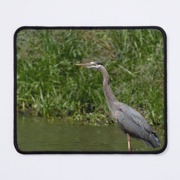 Item preview, Great Blue Heron standing in the lake side view designed and sold by lisavonbiela.