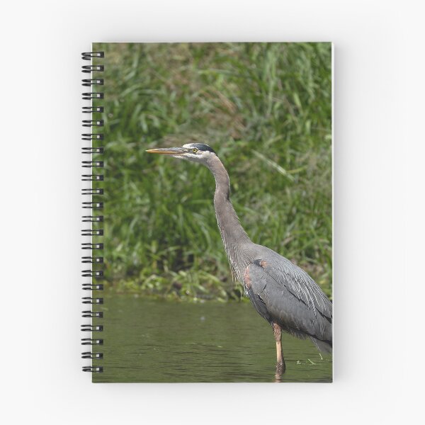 Item preview, Great Blue Heron standing in the lake side view designed and sold by lisavonbiela.