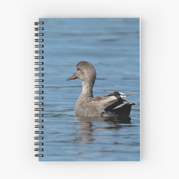 Item preview, Male Gadwall Duck swimming toward the sunlight designed and sold by lisavonbiela.