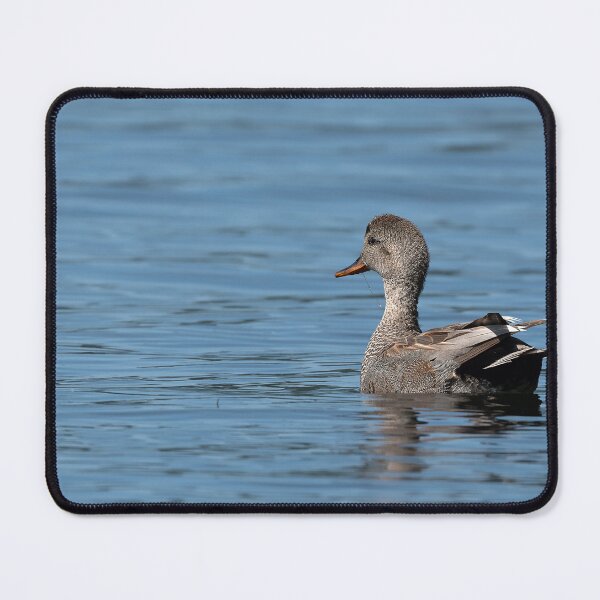 Item preview, Male Gadwall Duck swimming toward the sunlight designed and sold by lisavonbiela.