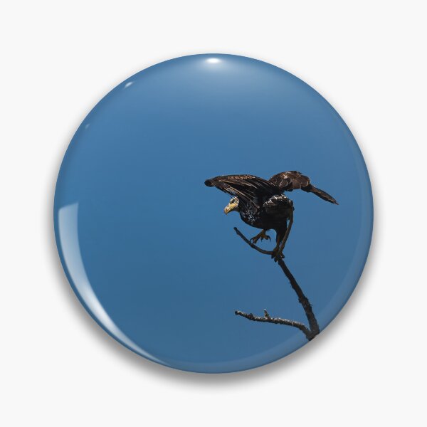 Item preview, Three-year-old juvenile bald eagle taking off from tree designed and sold by lisavonbiela.