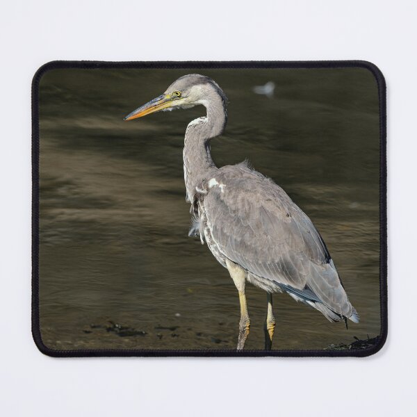 Item preview, Grey Heron Portrait designed and sold by Tom McPherson Photography.