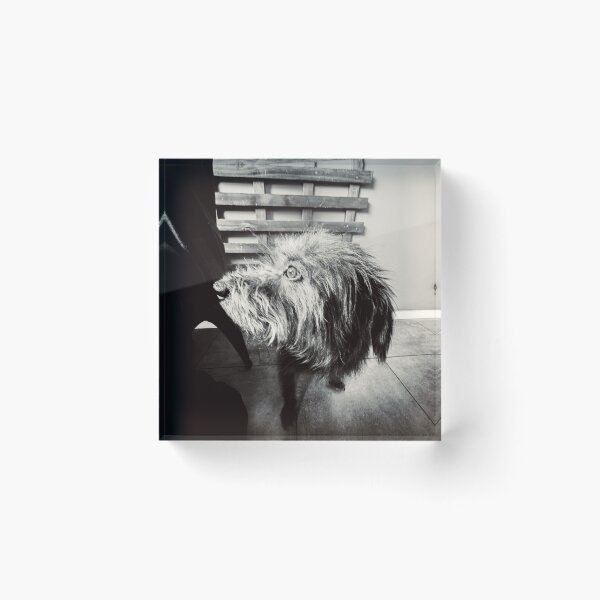 Item preview, Shaggy Dog designed and sold by Javier Narváez Solarte.