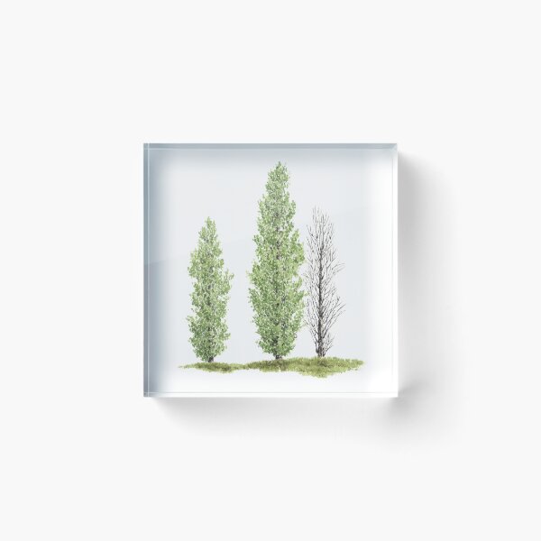 Item preview, January 28th birthday flower Black Poplar designed and sold by birthflower.