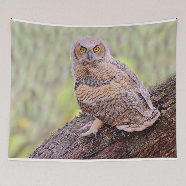 Item preview, Gorgeous Great Horned Owl designed and sold by simonjayphotos.