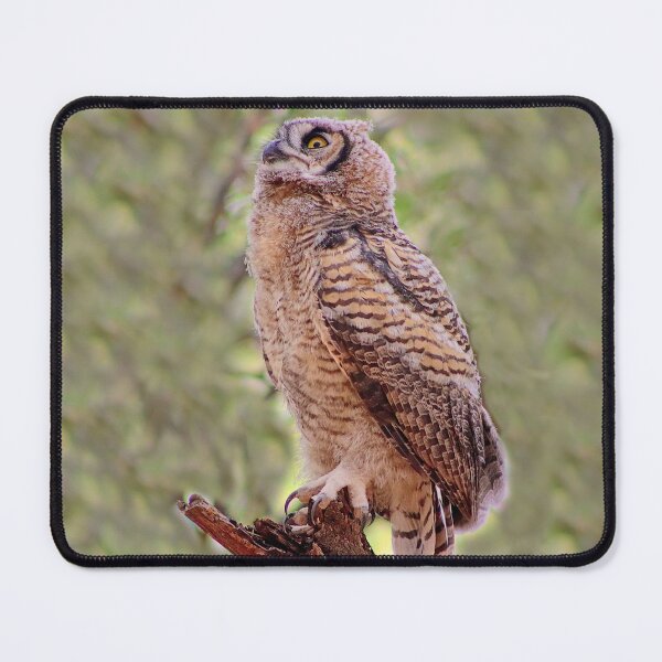 Item preview, Lovely Baby Great Horned Owl designed and sold by simonjayphotos.