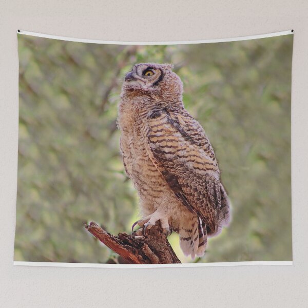 Item preview, Lovely Baby Great Horned Owl designed and sold by simonjayphotos.