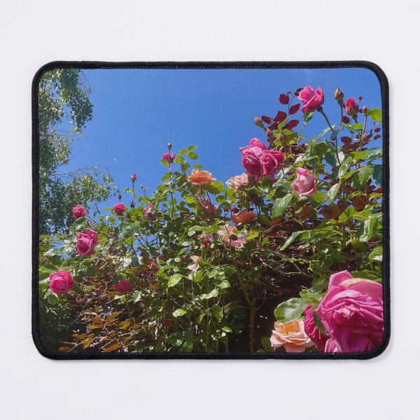 Item preview, Colourful natural climbing rose bushes designed and sold by Ribster13.