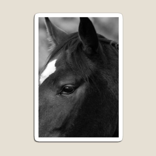 Horse Magnet
