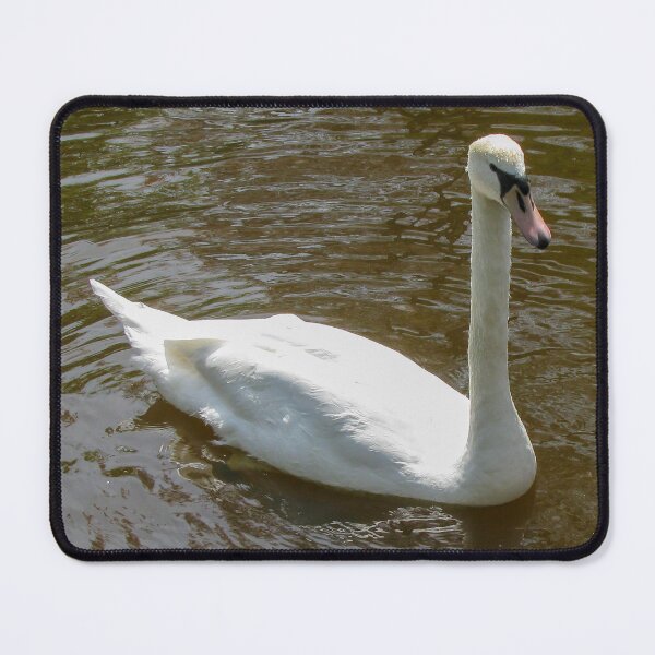 Item preview, Mute Swan Portrait | Elegant White Bird Lake Wildlife Fine Art Print designed and sold by Ross.A.Campbell.