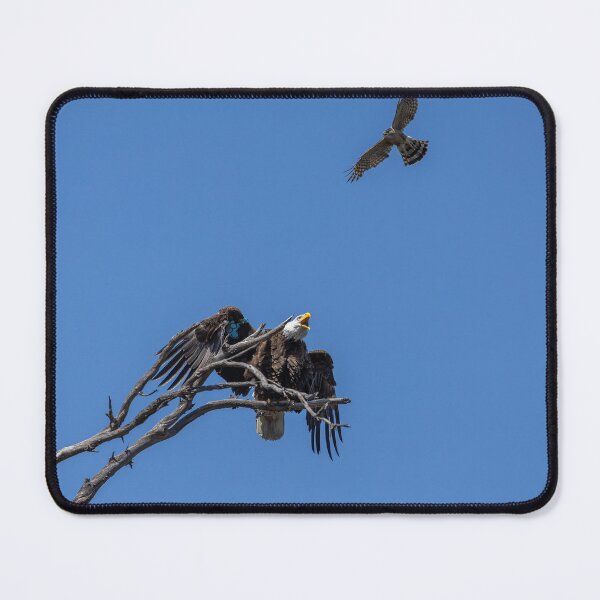 Item preview, Bald Eagle vs. Cooper's Hawk designed and sold by PsychoAlien.com.