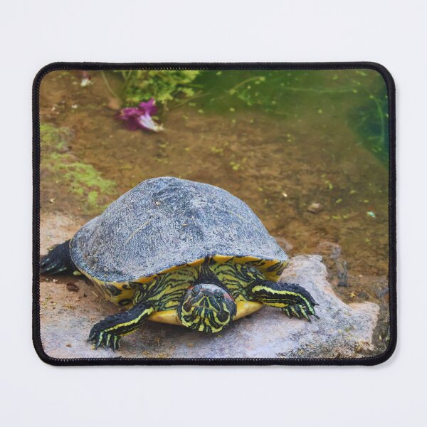 Item preview, Turtle by the Pond designed and sold by Phakade's Photos.
