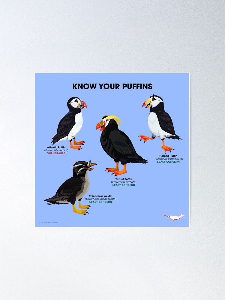 Know Your Puffins  Smithsonian Ocean