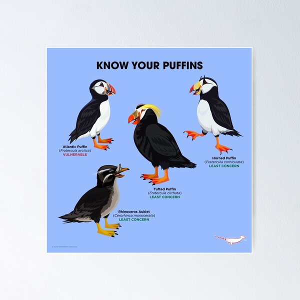 Item preview, Know Your Puffins designed and sold by Peppermint Narwhal.
