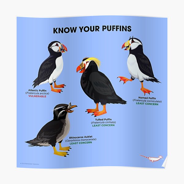 Know Your Puffins Poster