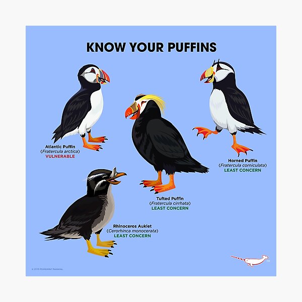 Know Your Puffins Photographic Print