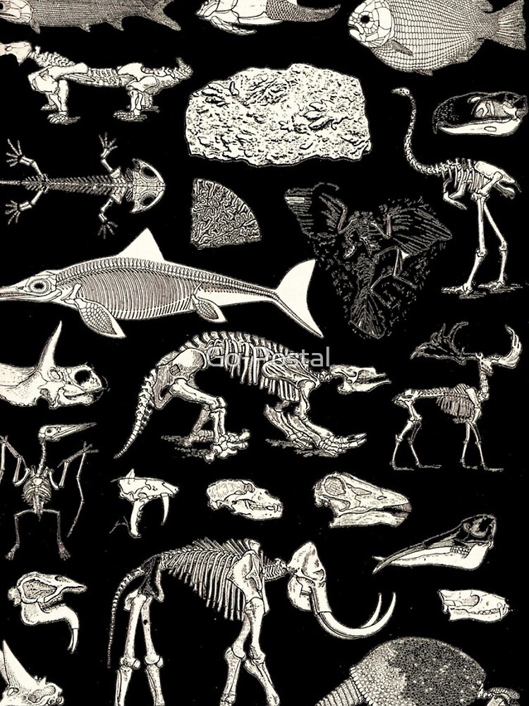 Discover Paleontology Illustration Iphone Case