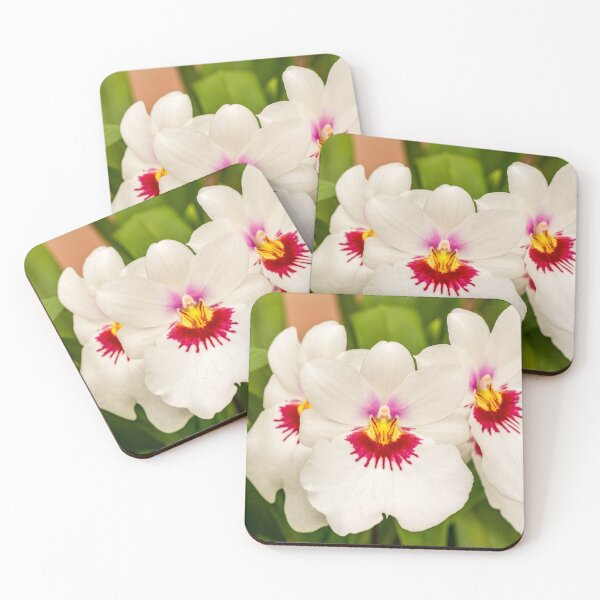 Item preview, White Miltoniopsis Orchid | Elegant Minimalist Exotic Pansy Orchid Fine Art Print designed and sold by Ross.A.Campbell.