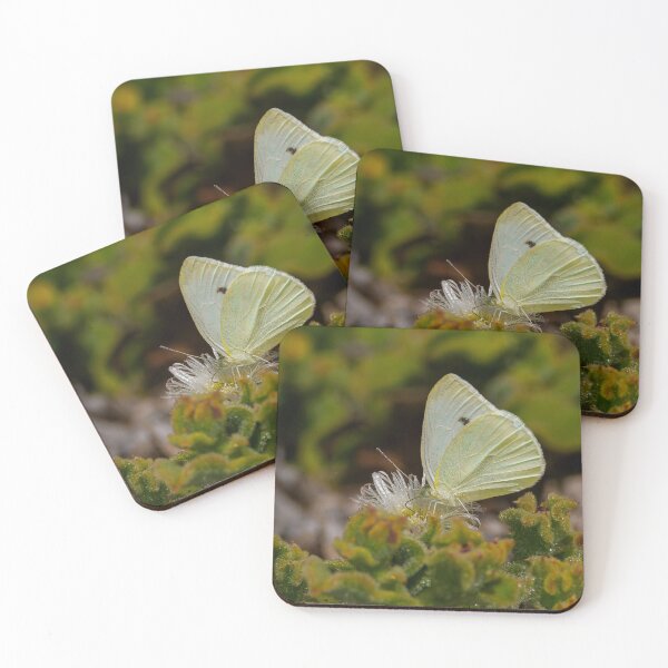 Item preview, Small White Butterfly Feeding designed and sold by Ralph Goldsmith.