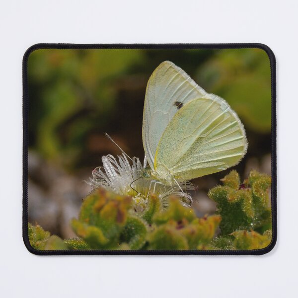 Item preview, Small White Butterfly Feeding designed and sold by Ralph Goldsmith.