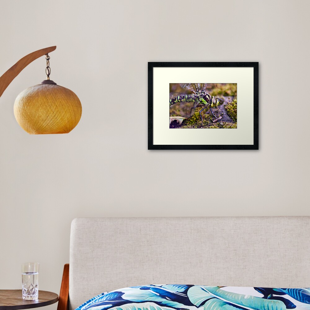 Dragonfly Framed Art Print