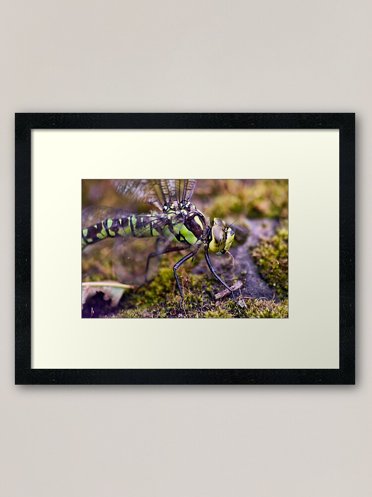 Alternate view of Dragonfly Framed Art Print