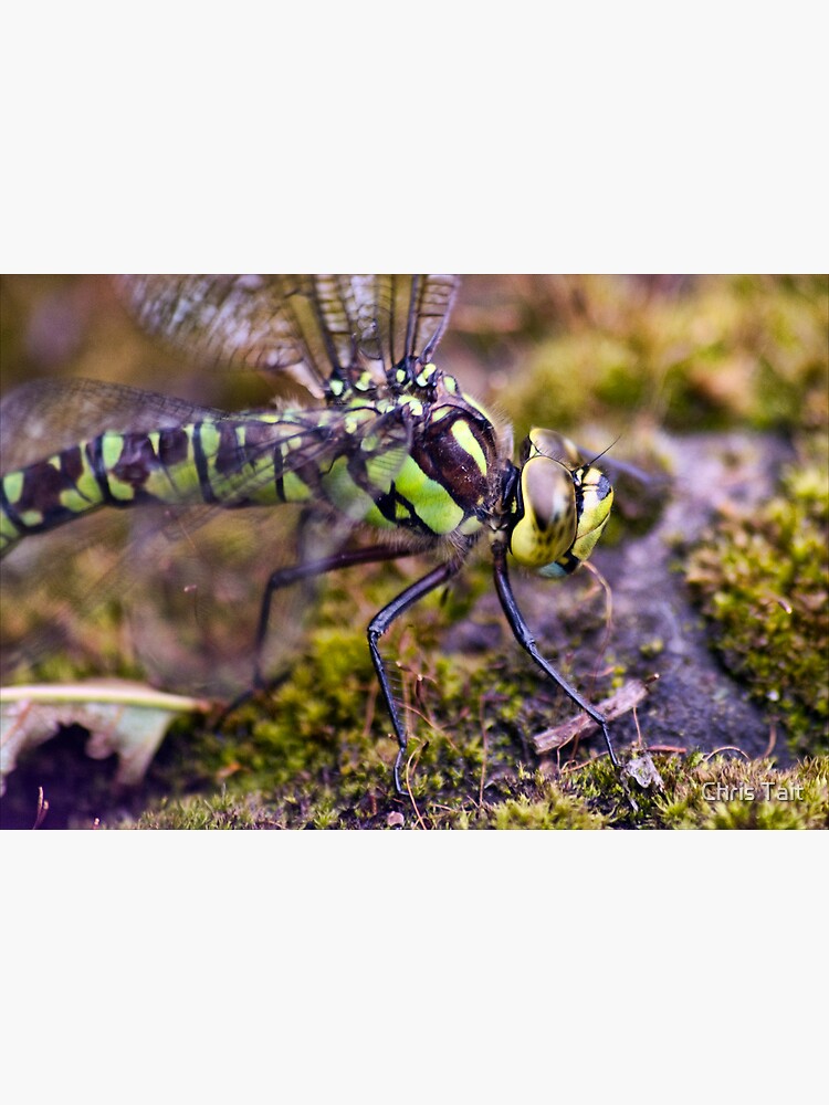 Dragonfly by christait