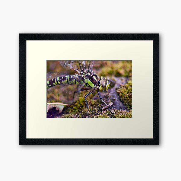 Dragonfly Framed Art Print