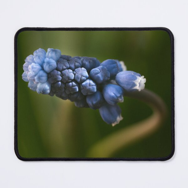 Item preview, Magical blue muscari macro with soft moody tones designed and sold by TanalyFlowers.