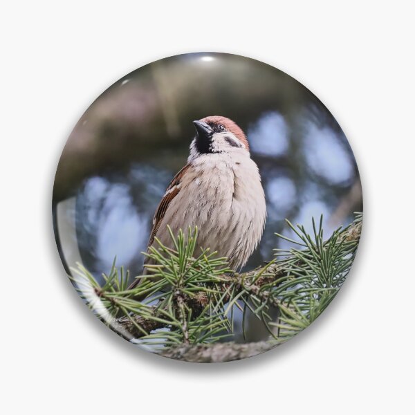 Item preview, A proud sparrow on a spruce branch. designed and sold by NaturePhotography.