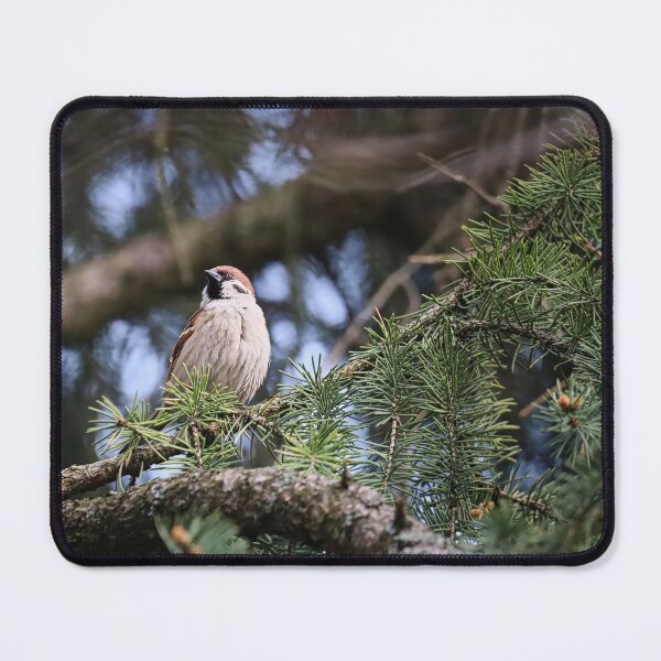 Item preview, A proud sparrow on a spruce branch. designed and sold by NaturePhotography.