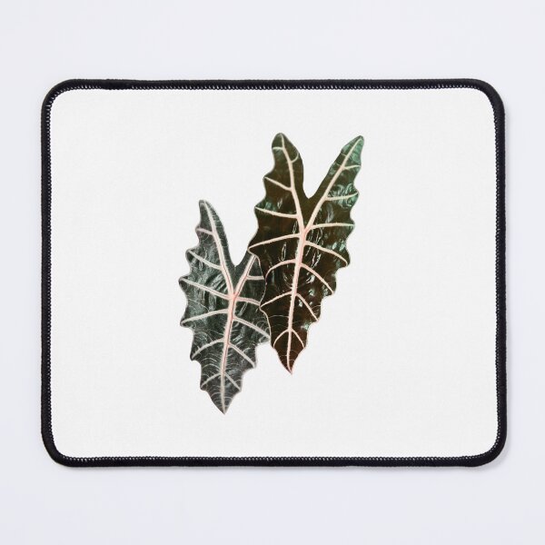 Item preview, Alocasia leaves designed and sold by Meo Design.