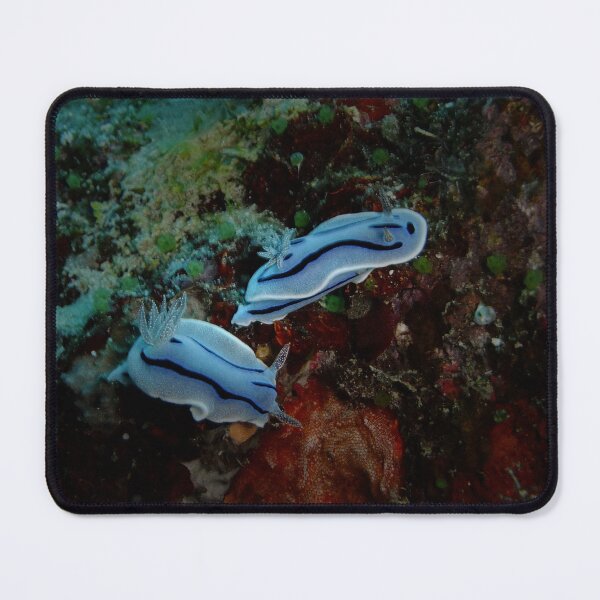 Item preview, Frosty Blue Nudibranch Pair: Miyako Ocean Art designed and sold by Mayuri Japan Studio.