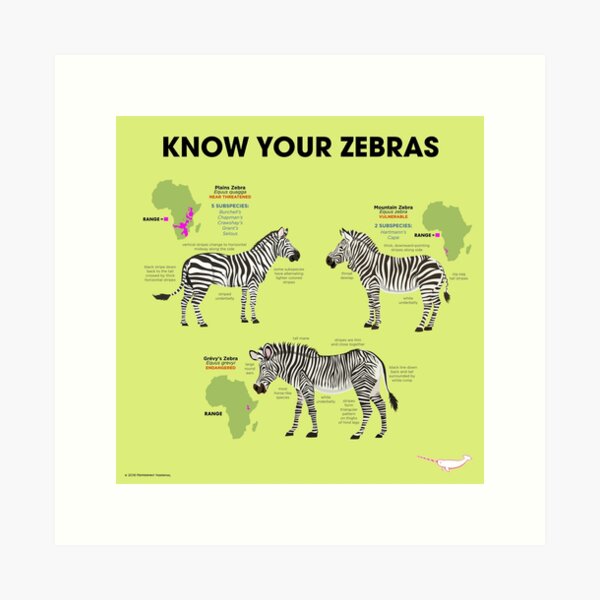 Item preview, Know You Zebras designed and sold by Peppermint Narwhal.