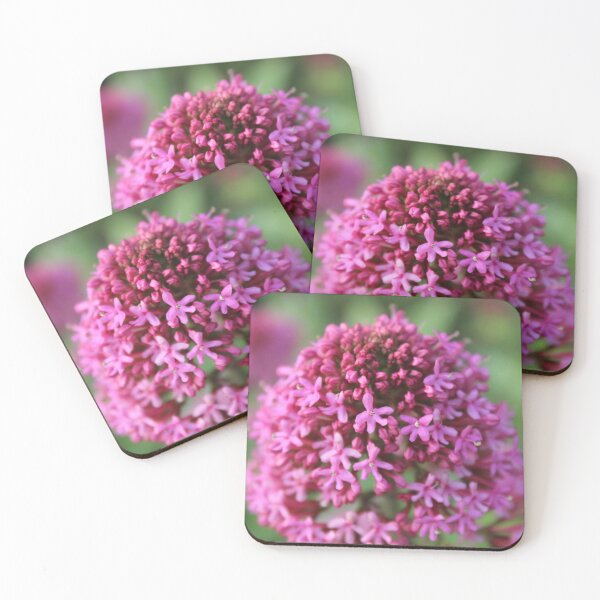 Item preview, Jupiter’s Beard Bloom – Vibrant Pink Floral Macro designed and sold by Cha-s-lens.