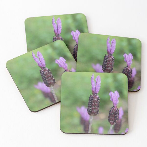 Item preview, Lavender Buds in Bloom – Minimal Botanical Macro Photography designed and sold by Cha-s-lens.