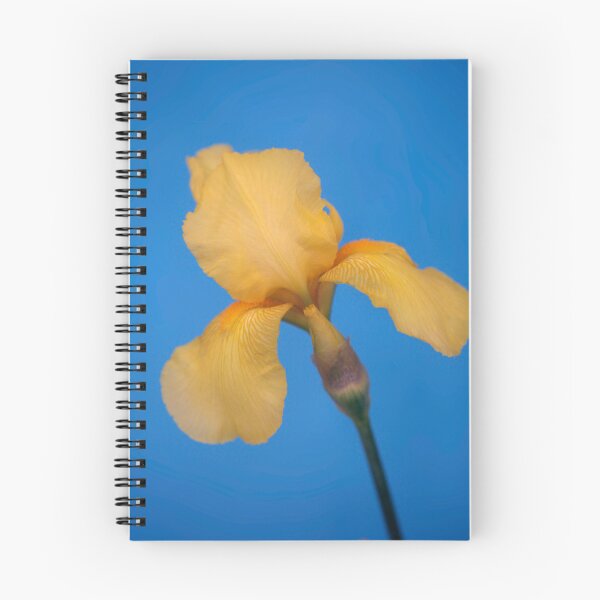 Item preview, Yellow iris on blue background designed and sold by olena2552.