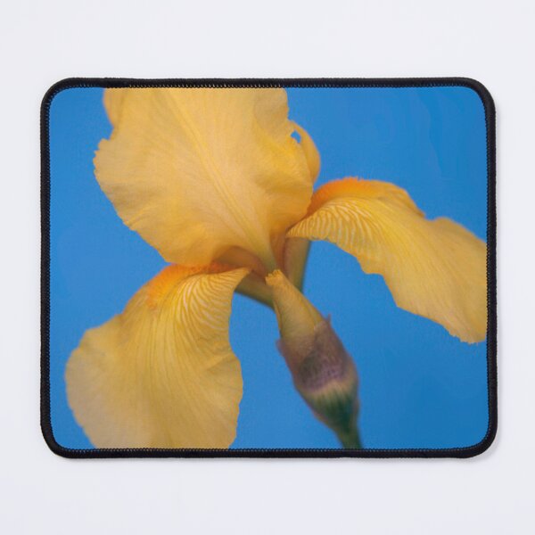 Item preview, Yellow iris on blue background designed and sold by olena2552.
