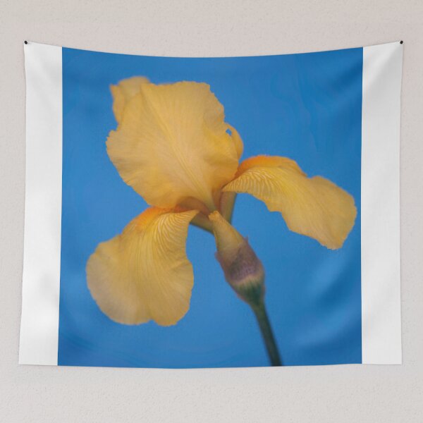 Item preview, Yellow iris on blue background designed and sold by olena2552.