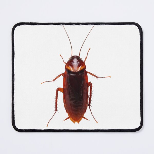 Item preview, Cockroach designed and sold by KLASSY-KYRA.