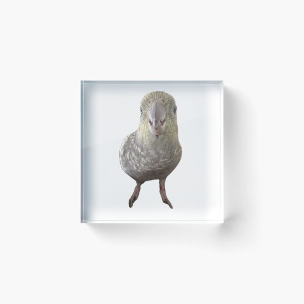 Item preview, Gussydaburb dino designed and sold by Mysterious Goose .