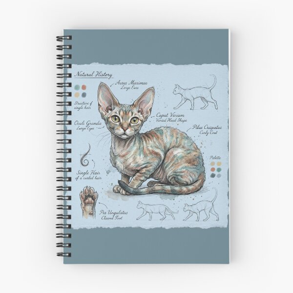 Item preview, Devon Rex Cat Anatomical Sketch Print designed and sold by Paolo-Bandal.