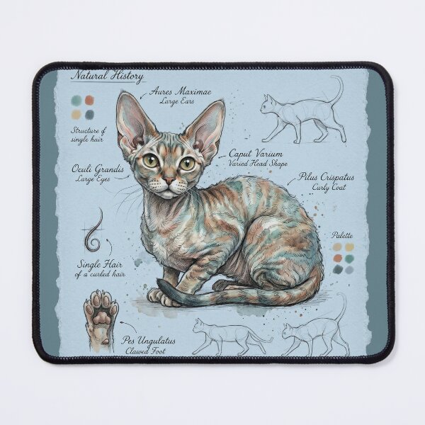 Item preview, Devon Rex Cat Anatomical Sketch Print designed and sold by Paolo-Bandal.
