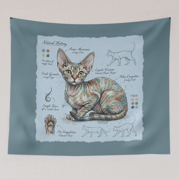 Item preview, Devon Rex Cat Anatomical Sketch Print designed and sold by Paolo-Bandal.
