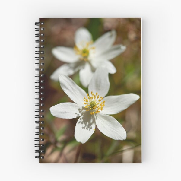 Item preview, Bright whites. Wood anemone designed and sold by Jouko Lehto Photography.
