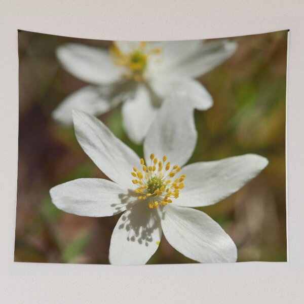 Item preview, Bright whites. Wood anemone designed and sold by Jouko Lehto Photography.